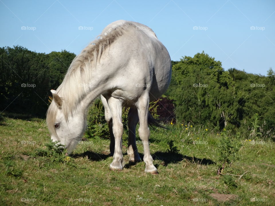 Majestic horses