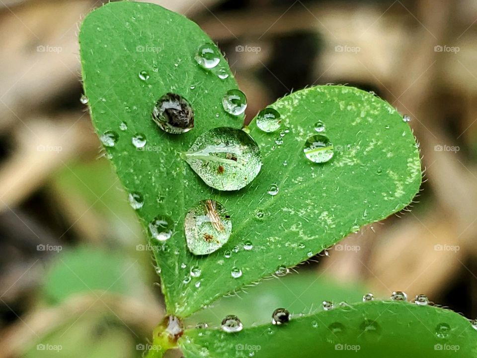 Green heart shape leaf with rain drops on it.