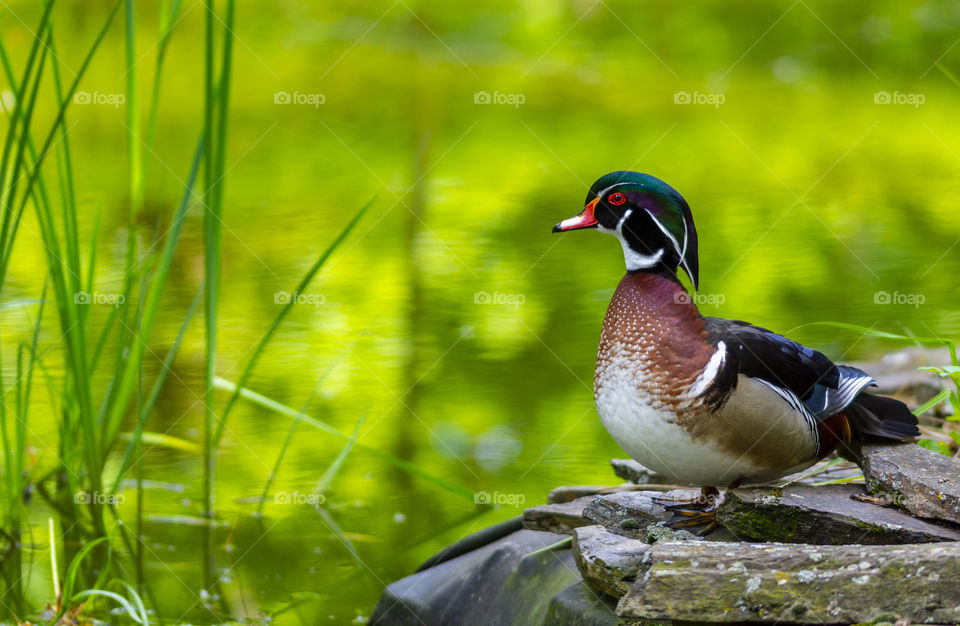 Beautifully colored wild duck