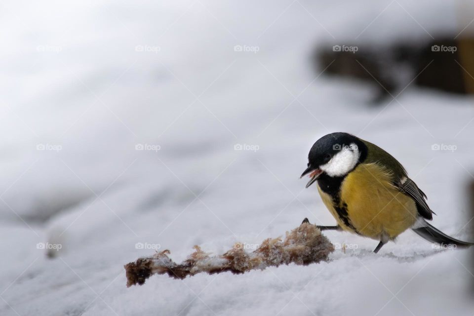 Yellow bird on a snowy grass