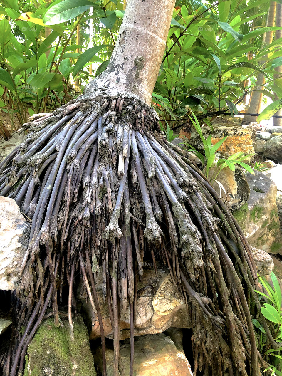 Roots of a Palm Tree