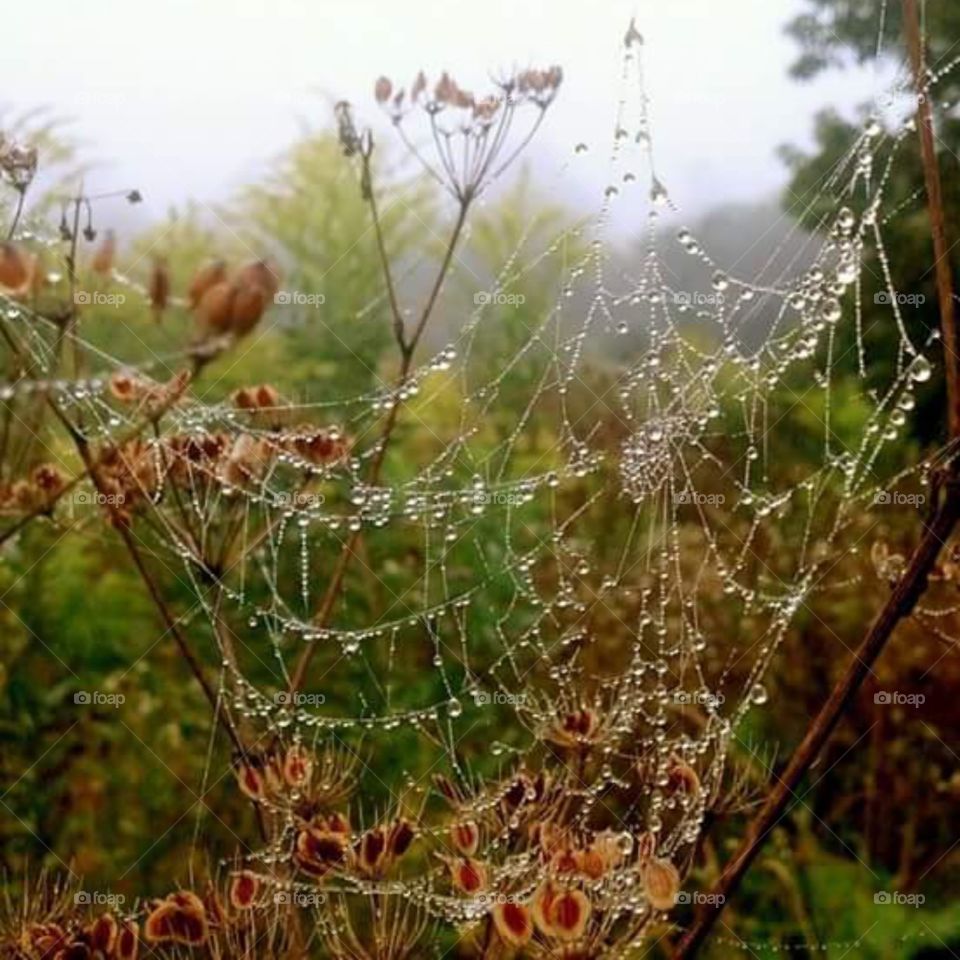 Wet Web. A riverside walk after a rain