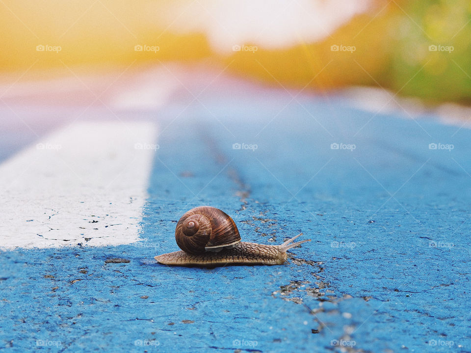 Snail traffic 🐌