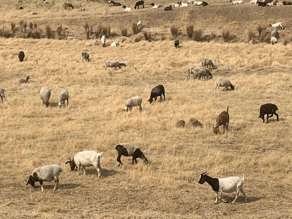 Sheep grazing on the field of golden grass in the summertime 