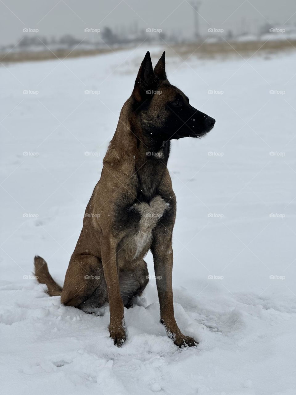 belgian malinois