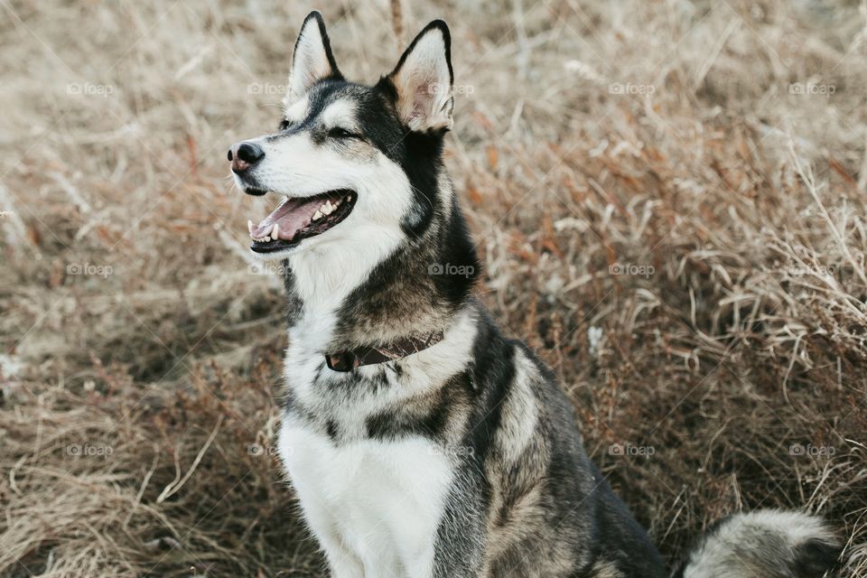 Happy husky