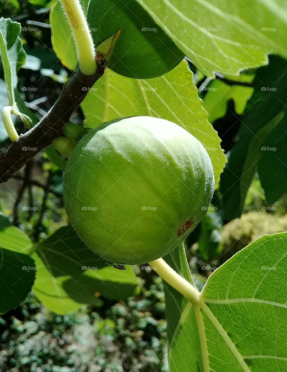 fig