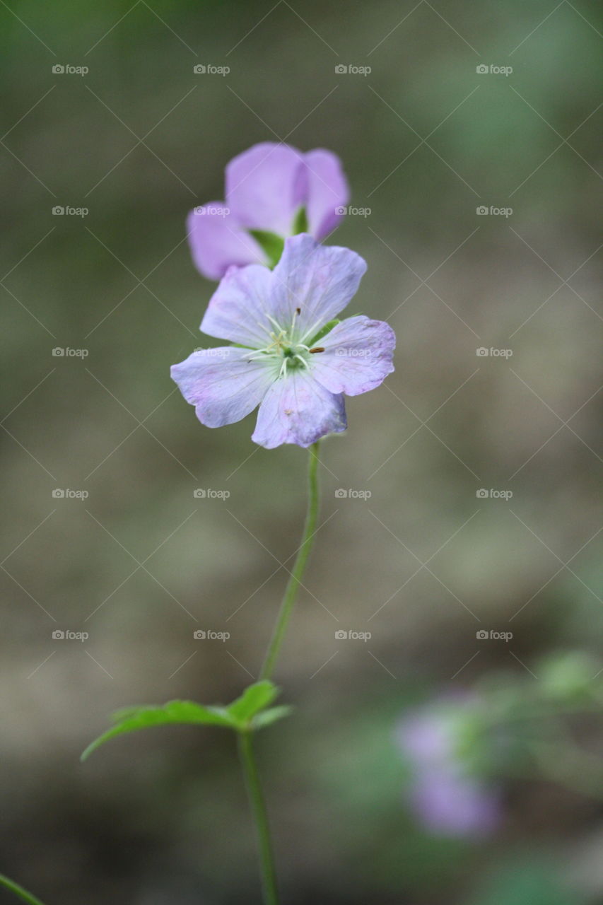 Wild flowers in spring