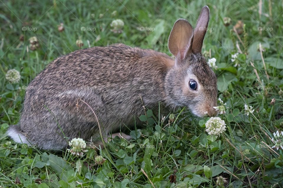 Wild bunny in field