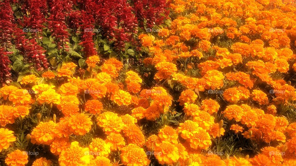 Nature. Marigolds and Firecrackers