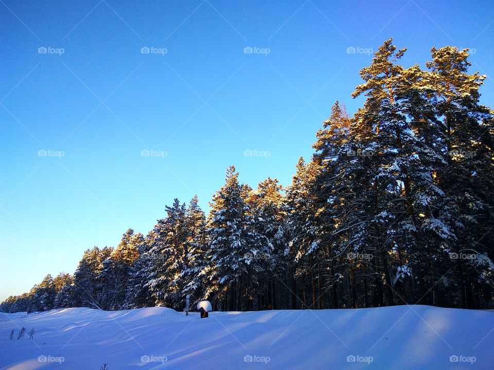 Snowy trees against blue sky in forest