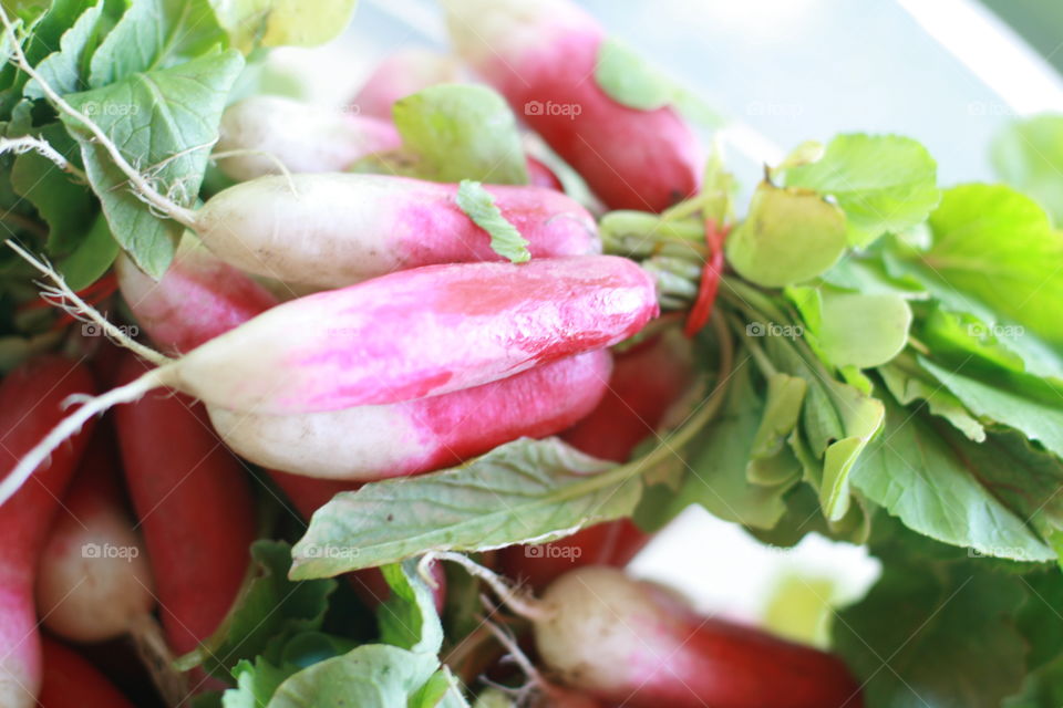 High angle view of a radishes