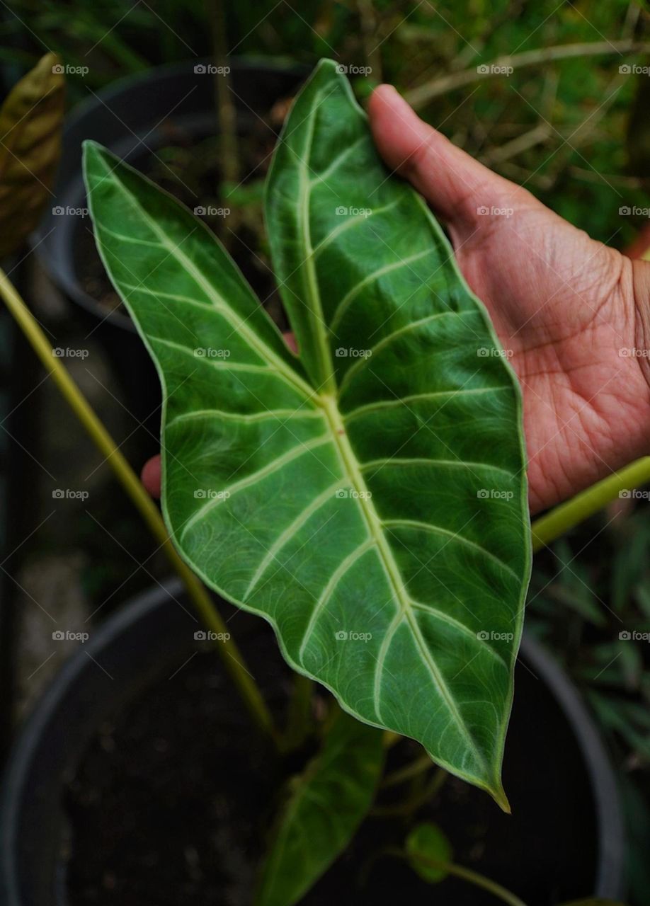 Tail Flower ( anthurium crystal), big leaf plant