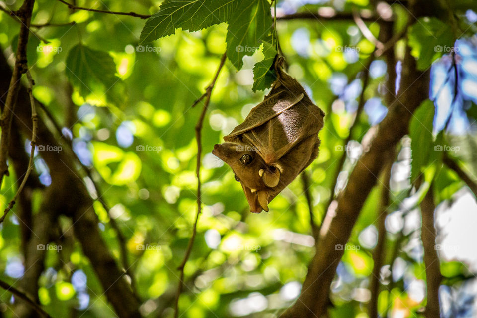 fruitbat hanging around