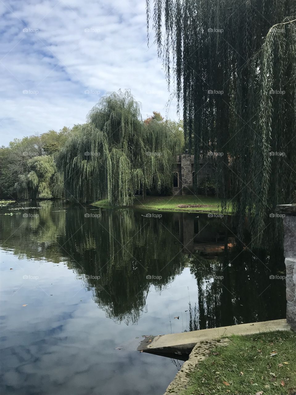 Tree reflection 