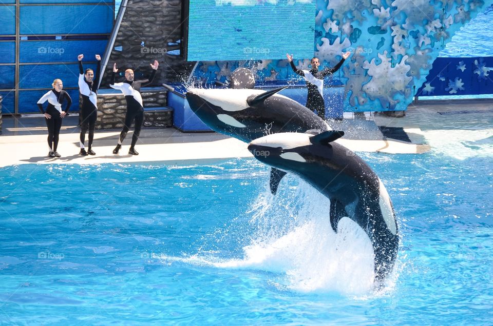 SeaWorld has recently announced they will be phasing out their famous killer whale shows.