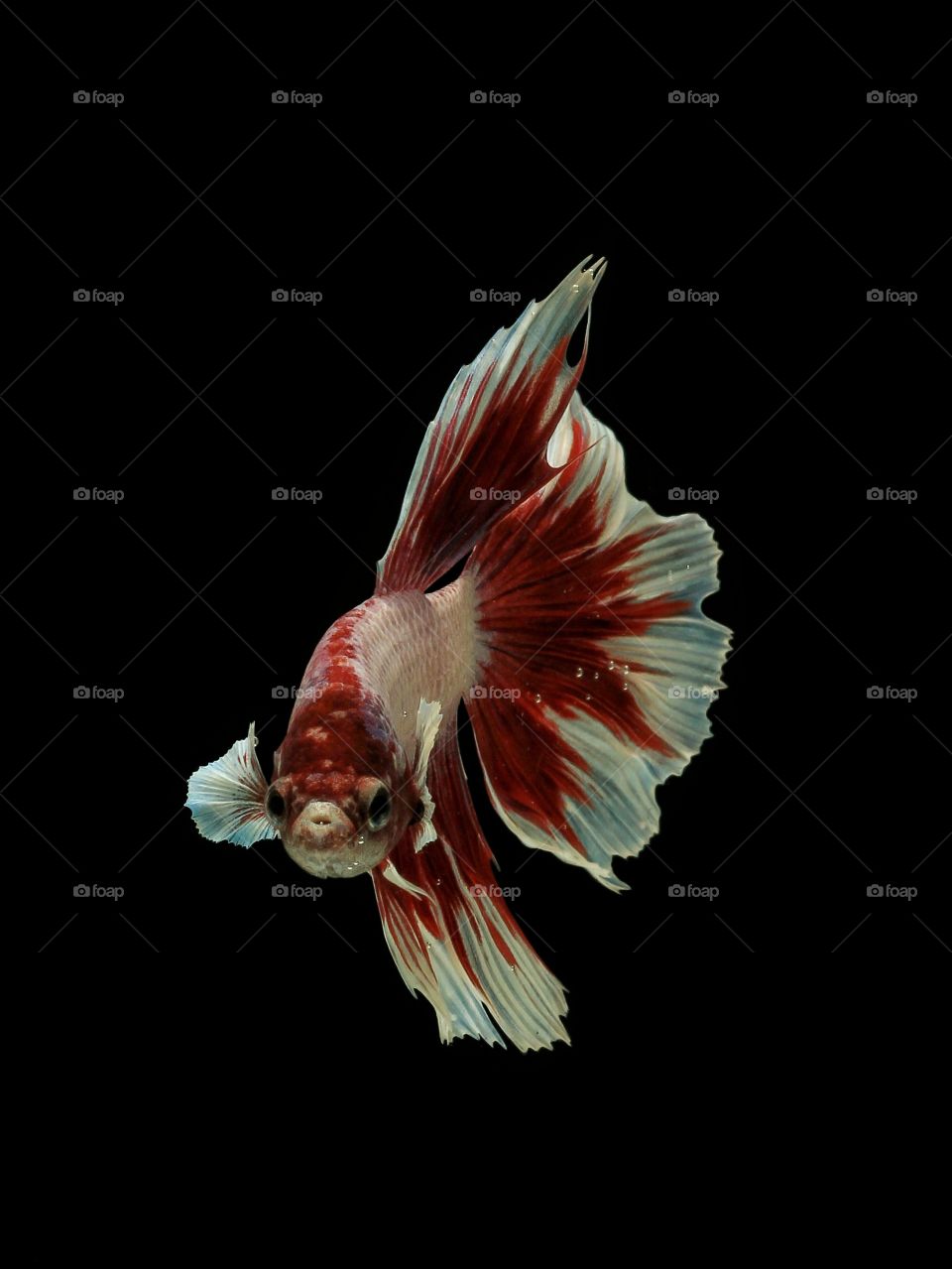 LOOK AT ME
HALFMOON BETTAFISH
WITH BLACK OR DARK BACKGROUND THE COLOUR IS ALL OUT