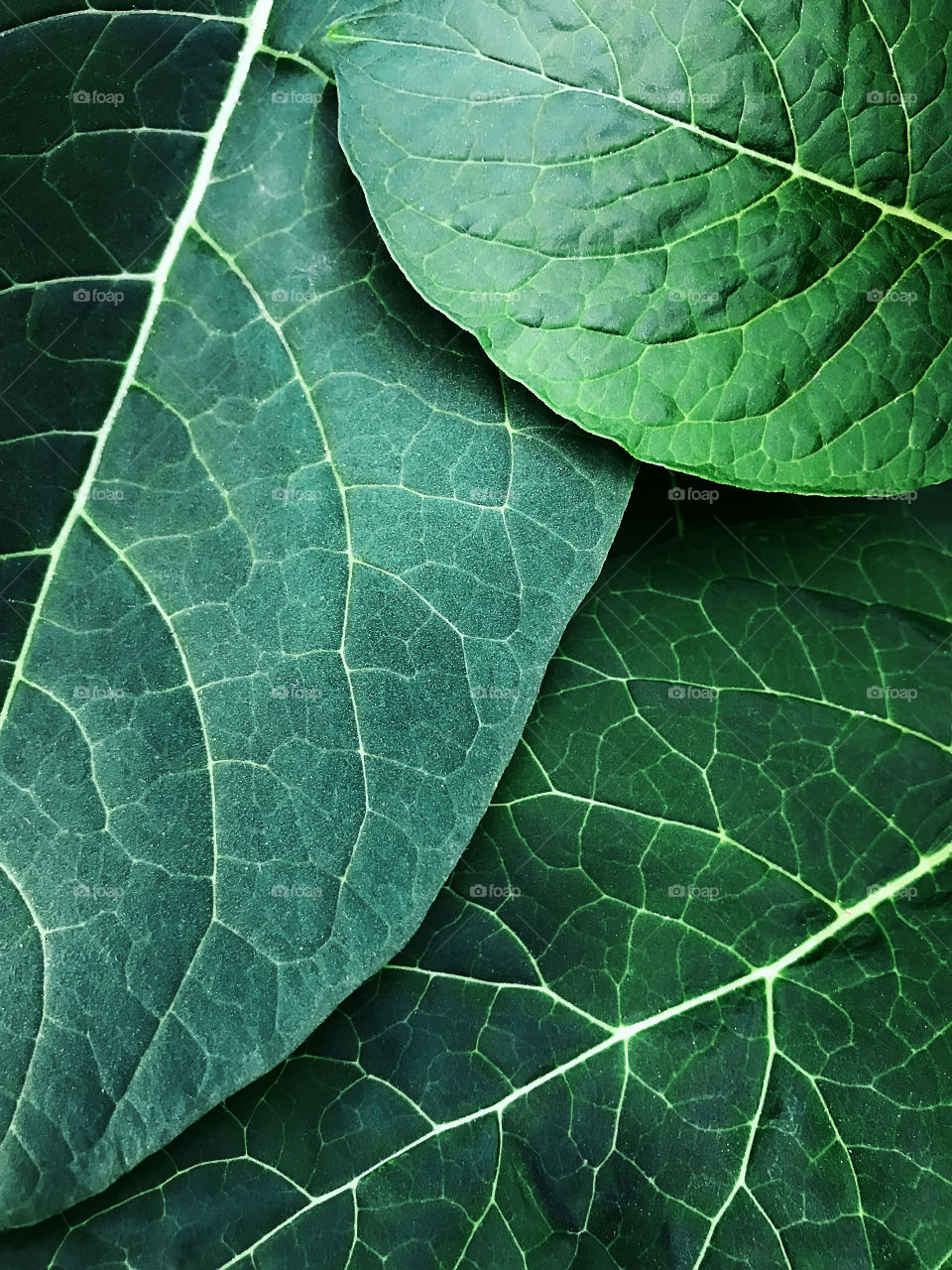 Green tropical leaves 