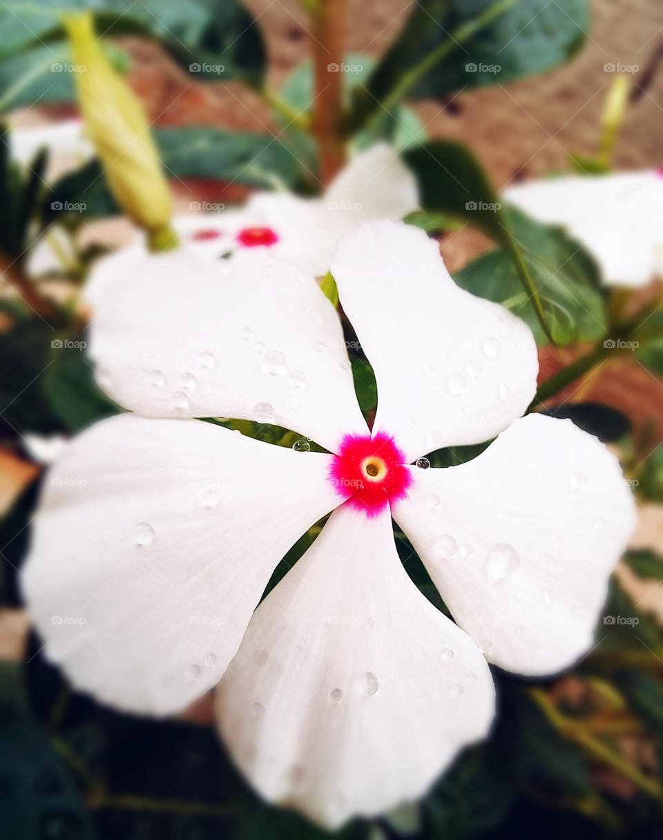 Nothing better than dew to be reborn to life!!!