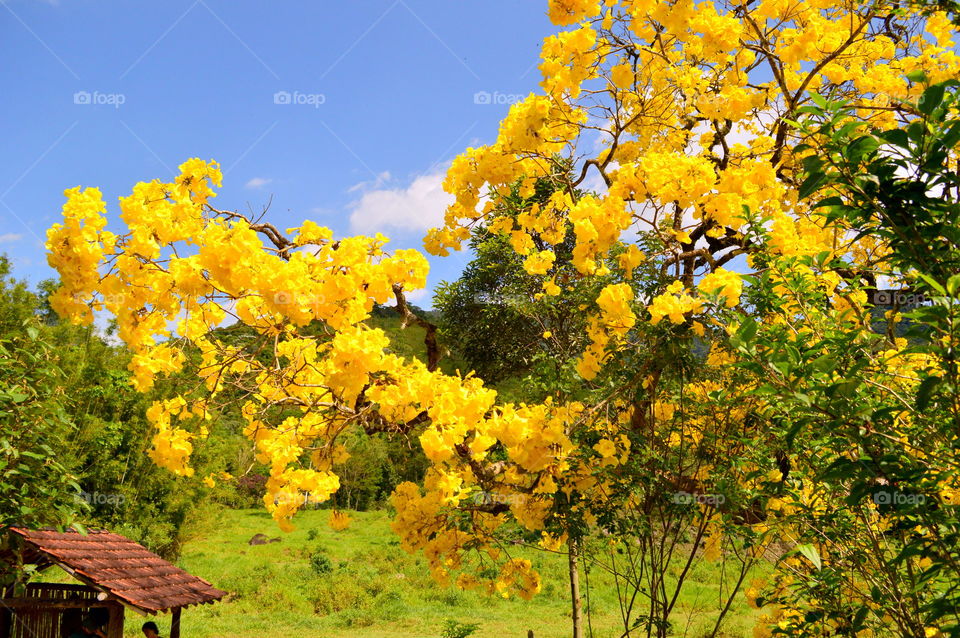 Yellow spring