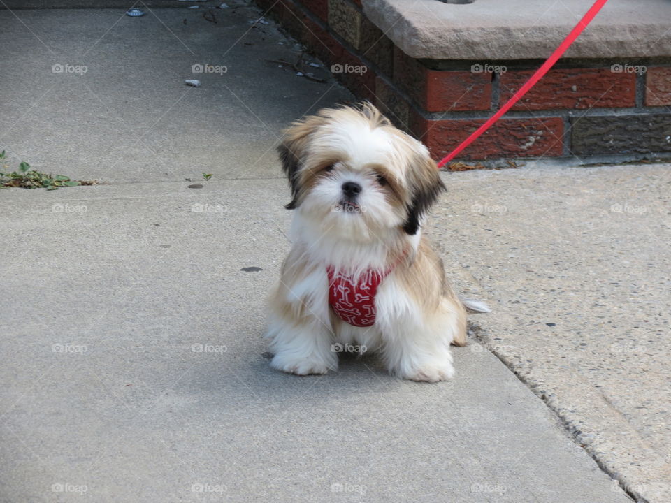 Dog in sidewalk