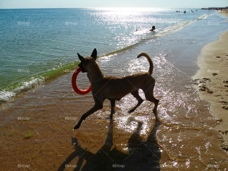 Malinois & sea