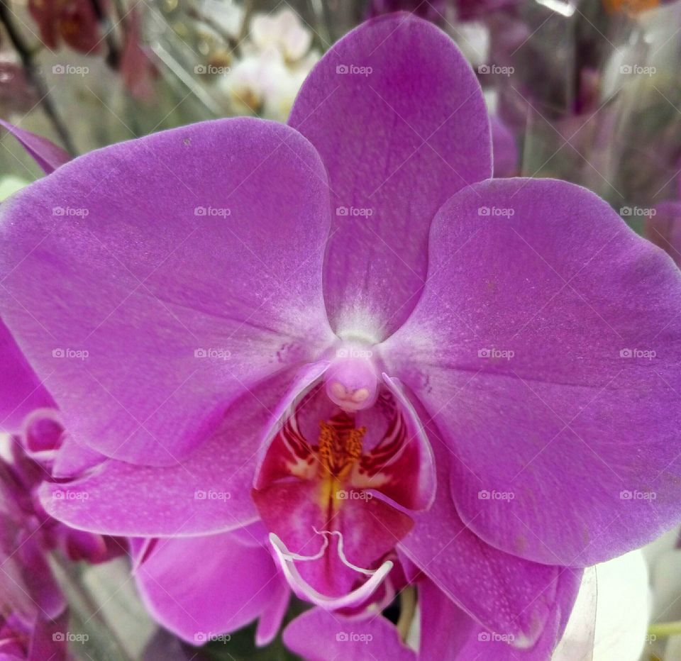 орхидея