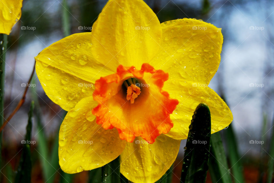 Yellow Daffodil After the Rain