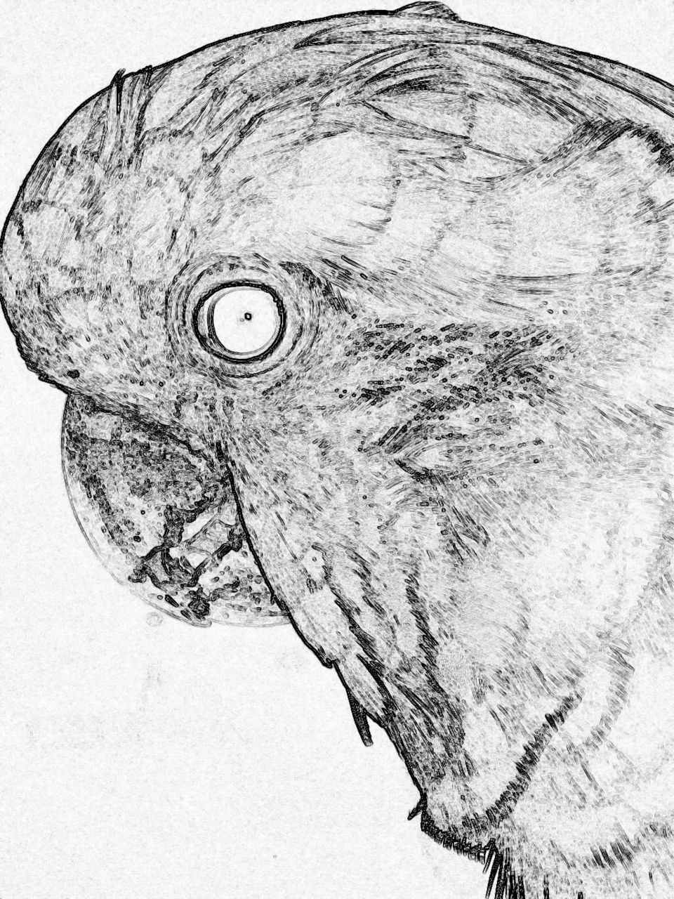 Cockatoo - Lavie Leah digital sketch 