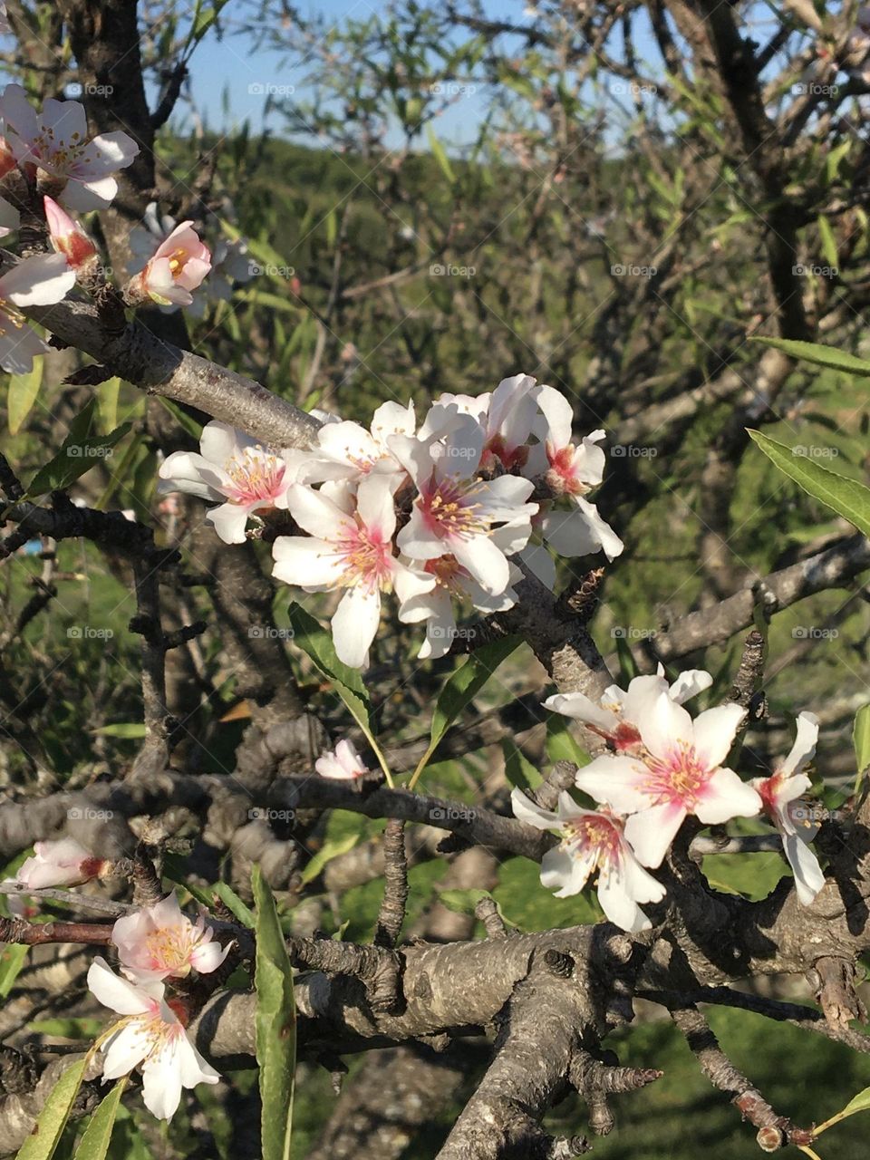 First flowers in almond tree