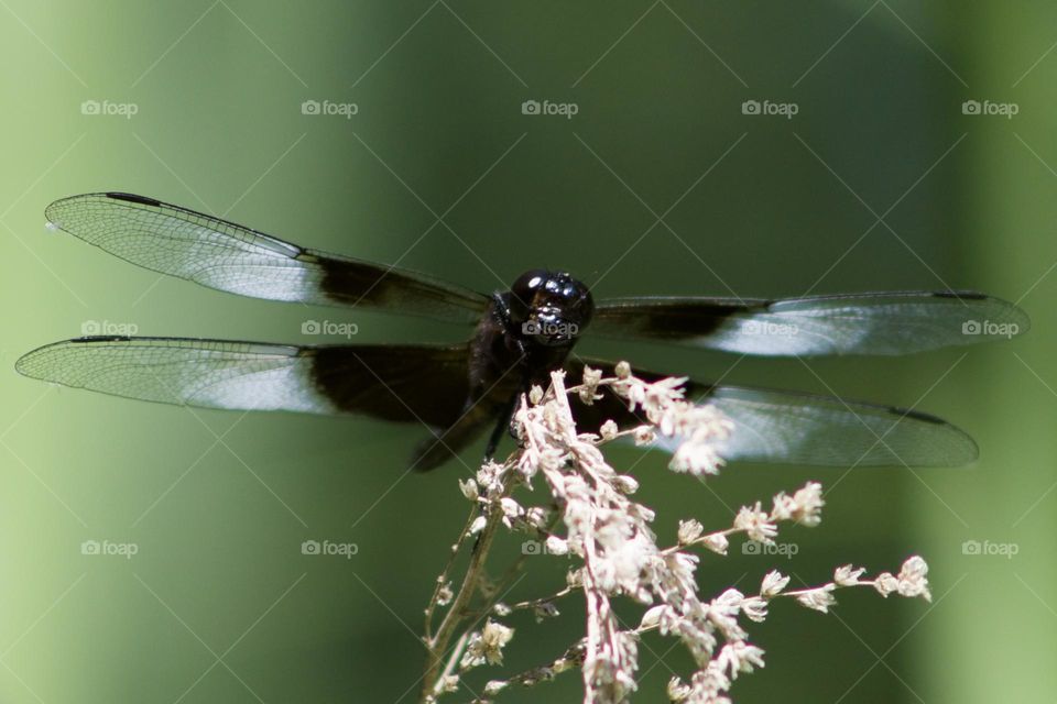 Widow Skimmer with a curious expression 