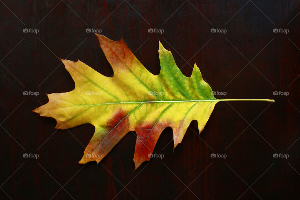 Colorful autumn leaf, close up