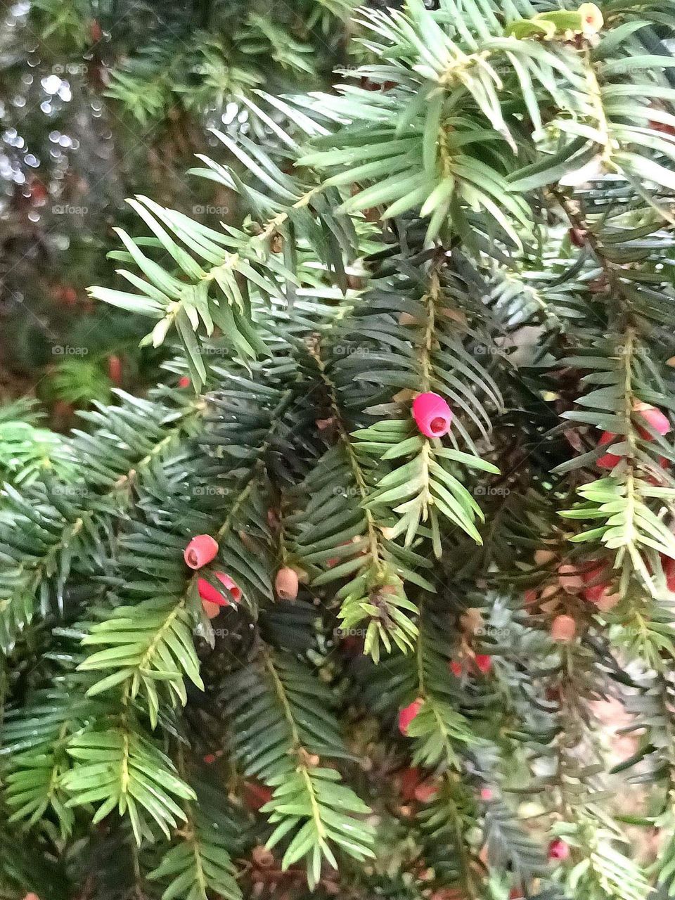 Parc de Mariemont , la Louvière