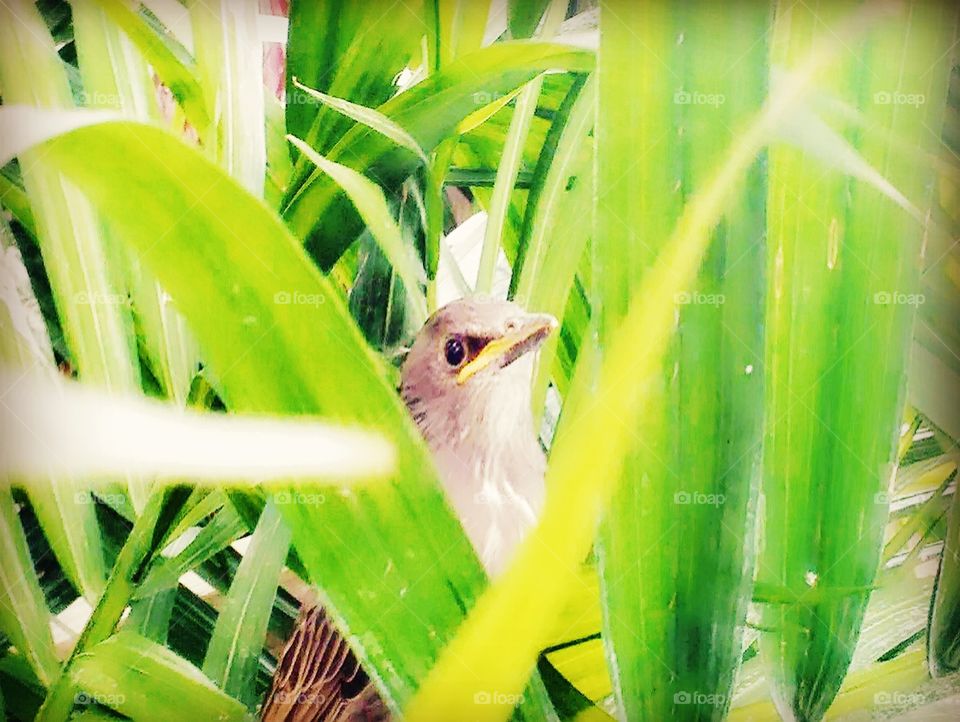 baby bird in bushes looks between leaves