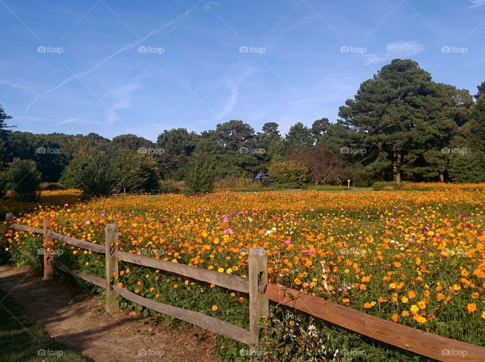 field of orange flowers