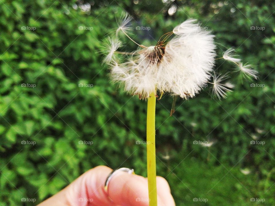 Dandelion.