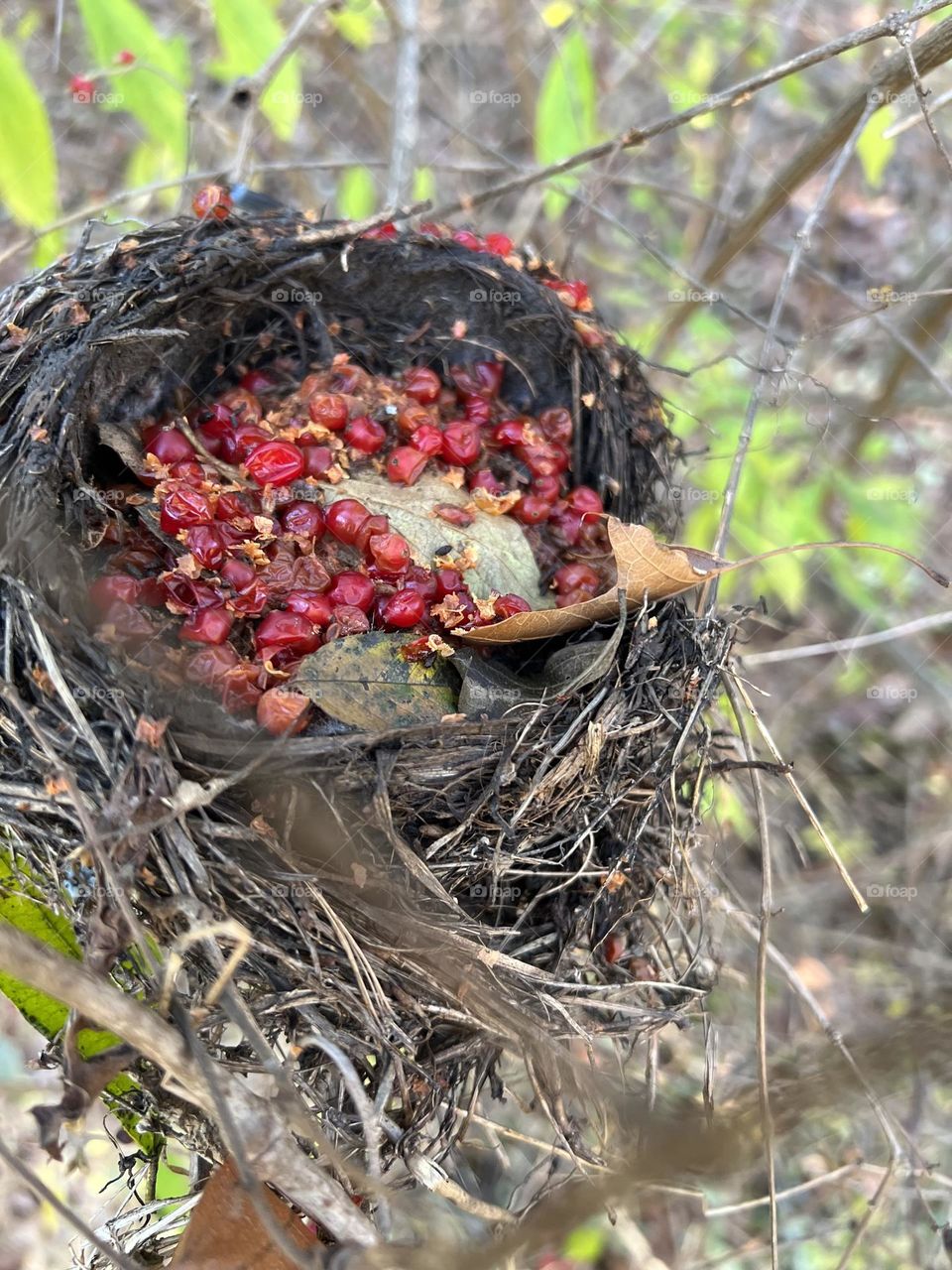 Bird nest 