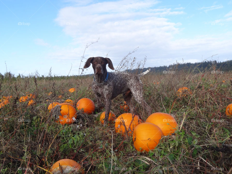 dog canada german pointer by ajr