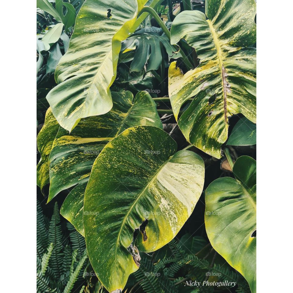 Beauty of nature 💚🌿