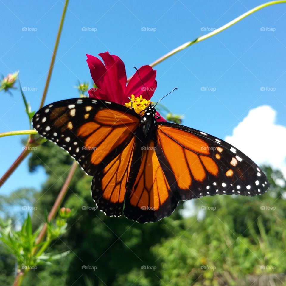 Monarch butterfly on flower
