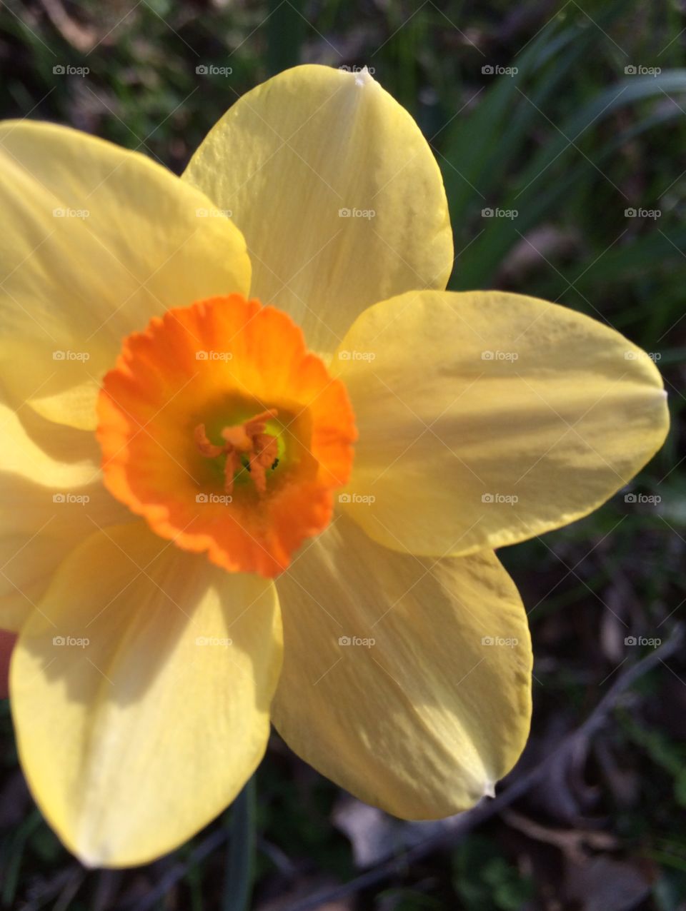 Iowa flower