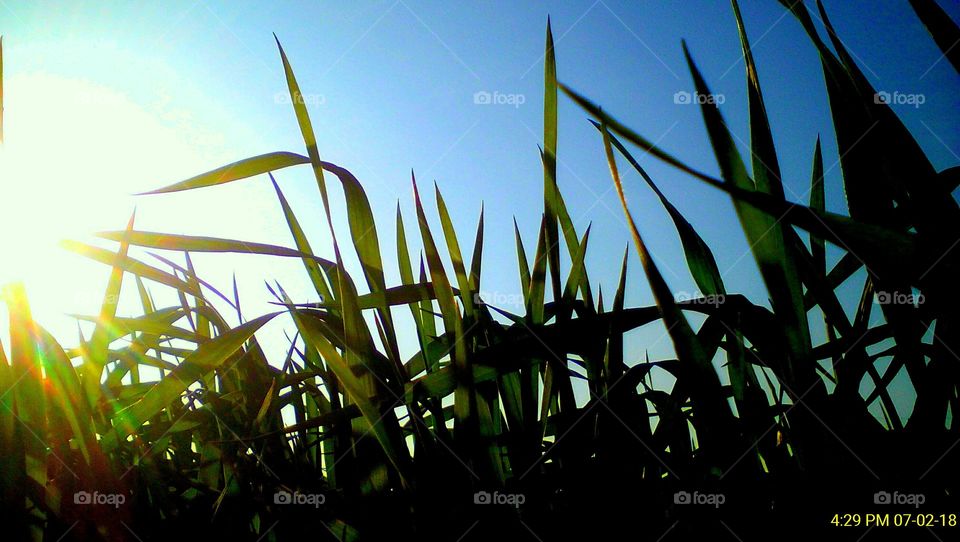 Edited pic of Green Wheat plants and sky behind them through grasshopper's view during winters in India