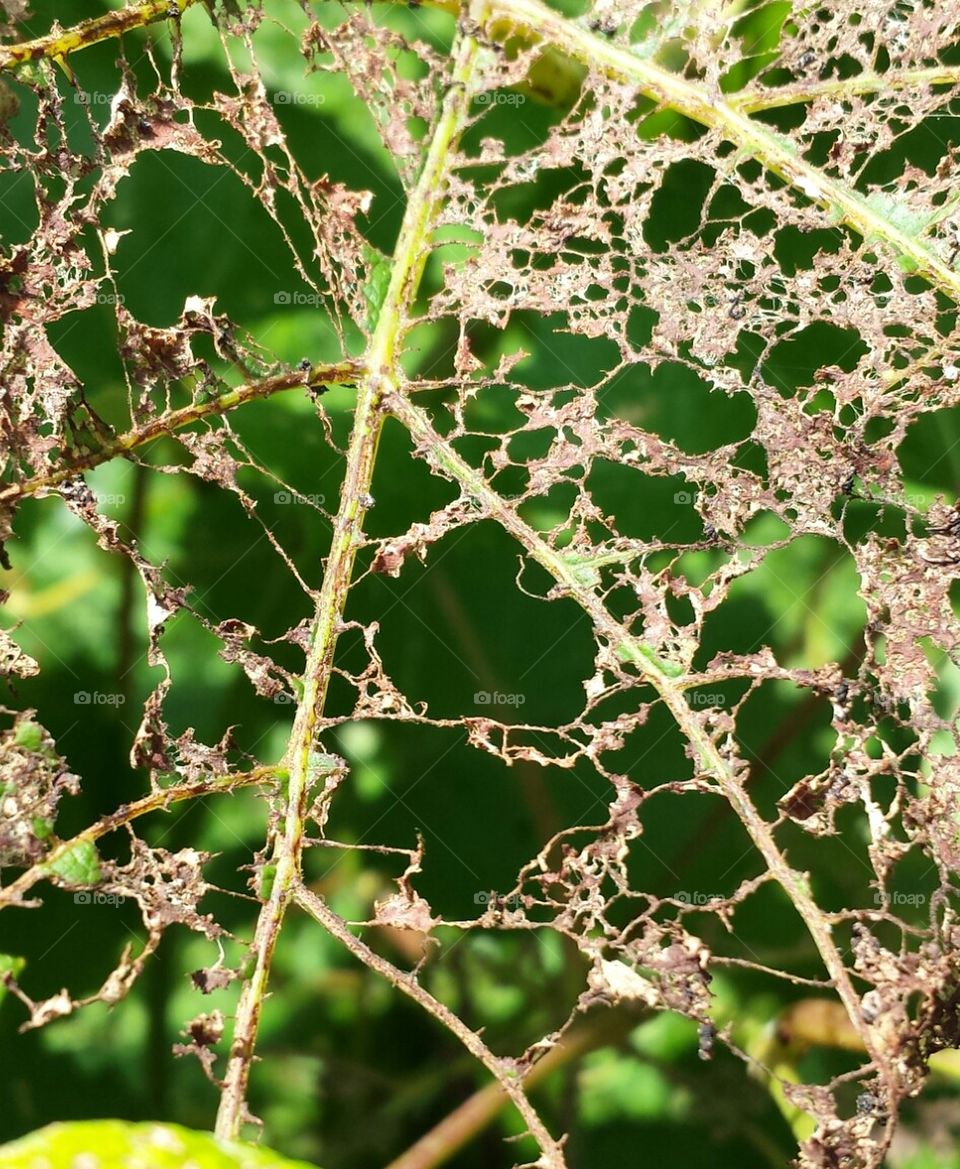 skeleton of grape leaf from Japanese beetles