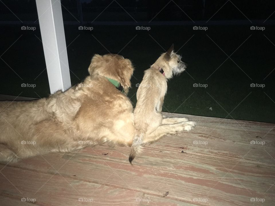 Two dogs watching the stars at night 