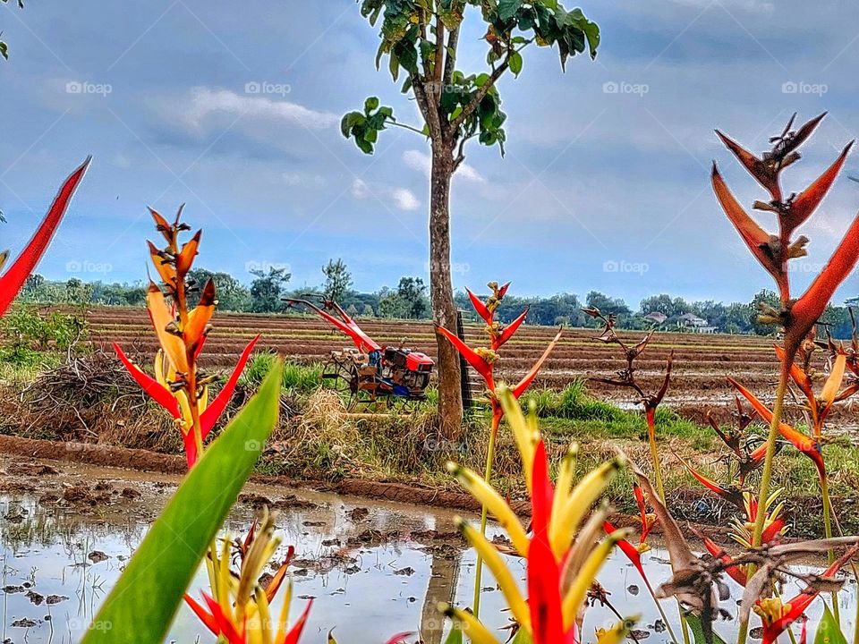 Tractor in the paddy field.