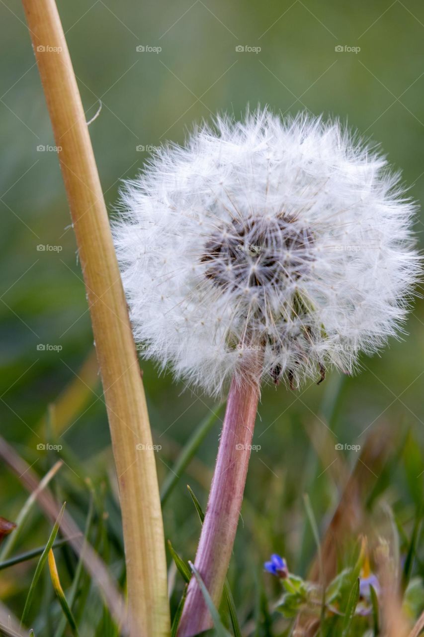 Beautiful dandelion on the grass