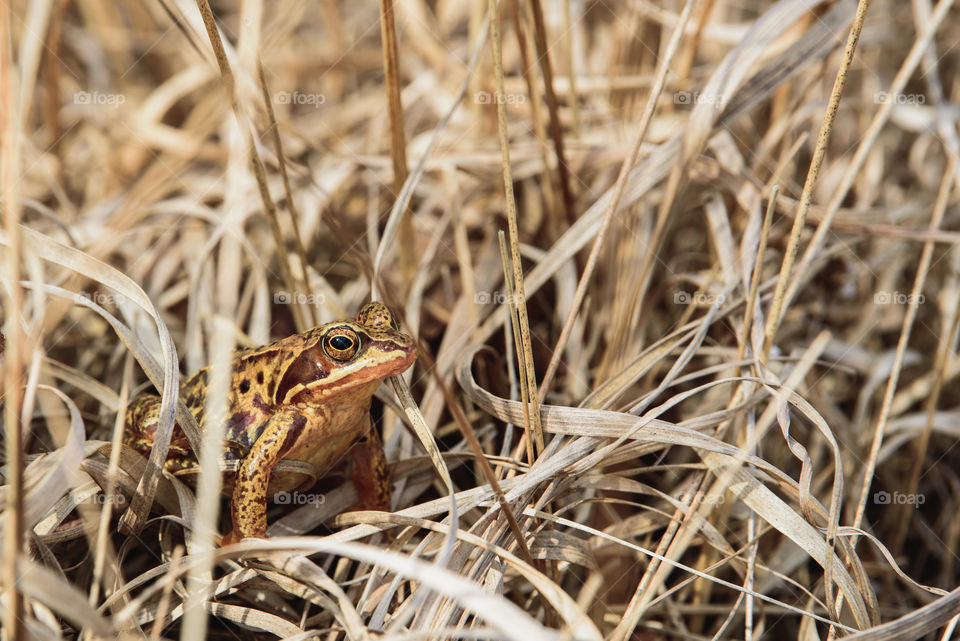 Frog in peatlands