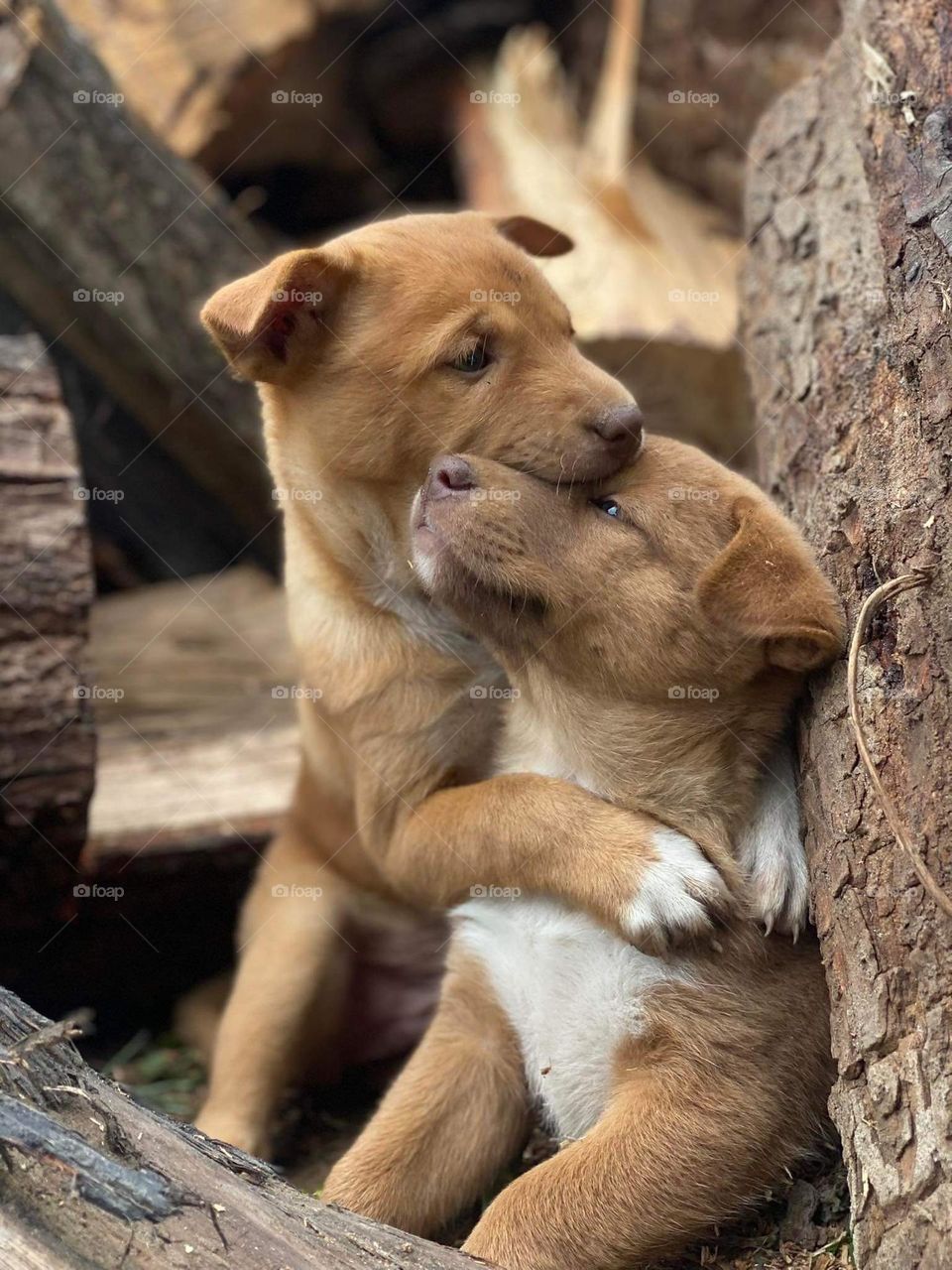 Puppies hugging 😍