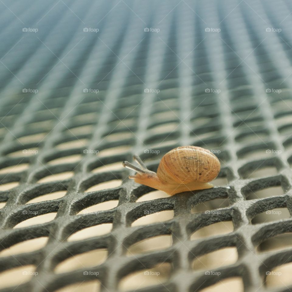 Say hello to my little friend 🐌