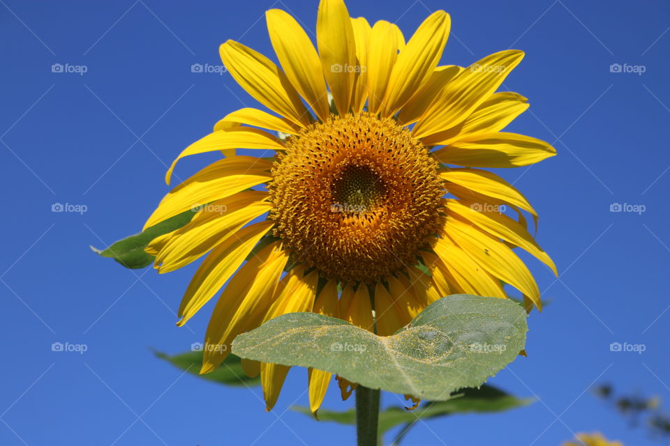 Sunny sunflower with pollen on front leaf.